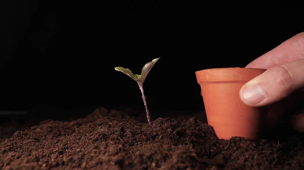 Viață Nouă Mână Plantarea Unui Germeni Frunze Umed Picături Fundal — Fotografie, imagine de stoc