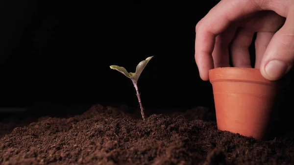 Viață Nouă Mână Plantarea Unui Germeni Frunze Umed Picături Fundal — Fotografie, imagine de stoc