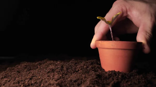 Uma Nova Vida Homem Mão Plantando Broto Com Folhas Molhado — Fotografia de Stock