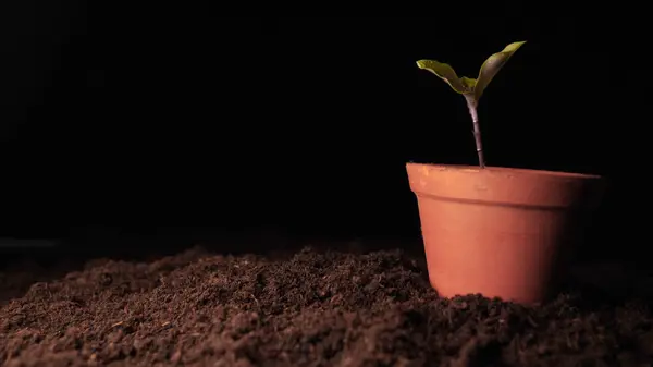 Uma Nova Vida Homem Mão Plantando Broto Com Folhas Molhado — Fotografia de Stock