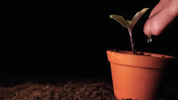 Uma Nova Vida Homem Mão Plantando Broto Com Folhas Molhado — Fotografia de Stock