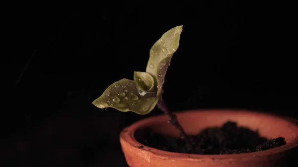 Une Nouvelle Vie Homme Main Plantant Germe Avec Des Feuilles — Photo