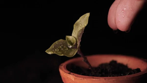 Μια Νέα Ζωή Έναν Άνθρωπο Χέρι Φυτεύοντας Ένα Βλαστάρι Φύλλα — Φωτογραφία Αρχείου