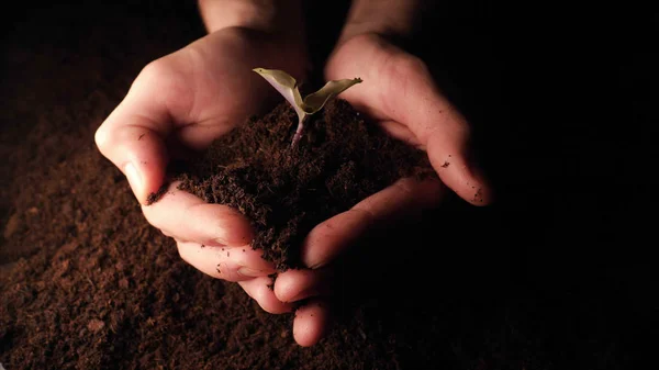 Una Nueva Vida Hombre Mano Plantando Brote Con Hojas Mojado —  Fotos de Stock