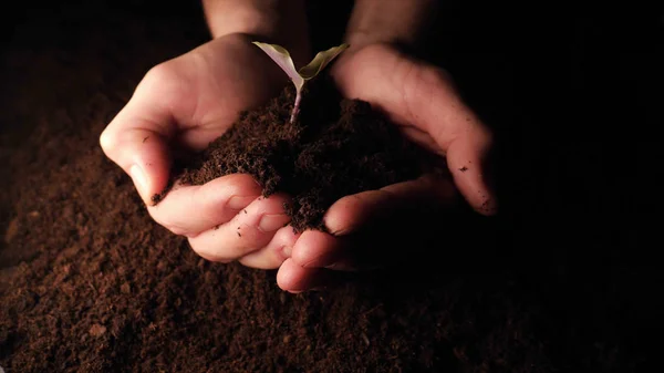 Uma Nova Vida Homem Mão Plantando Broto Com Folhas Molhado — Fotografia de Stock