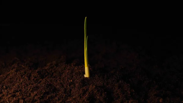 Una Nueva Vida Hombre Mano Plantando Brote Con Hojas Mojado —  Fotos de Stock