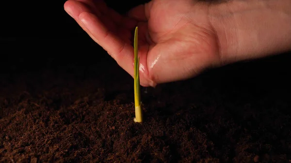 Uma Nova Vida Homem Mão Plantando Broto Com Folhas Molhado — Fotografia de Stock