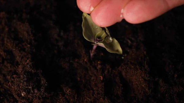 Una Nueva Vida Hombre Mano Plantando Brote Con Hojas Mojado — Foto de Stock