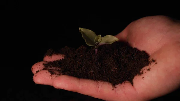 Una Nueva Vida Hombre Mano Plantando Brote Con Hojas Mojado —  Fotos de Stock