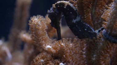 Egzotik balıklar. Deniz dünyası, canlı renkler.