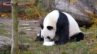 Aç dev panda bambu yiyor.