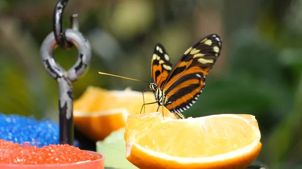 Beautiful butterfly eating papaya fruit. Properly cut juicy fruits are kept for butterfly at butterfly garden and insect kingdom.