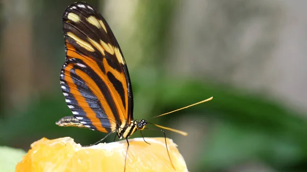 Beautiful butterfly eating papaya fruit. Properly cut juicy fruits are kept for butterfly at butterfly garden and insect kingdom.