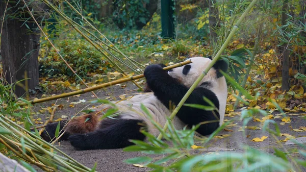 Urso Panda Gigante Faminto Comer Bambu — Fotografia de Stock