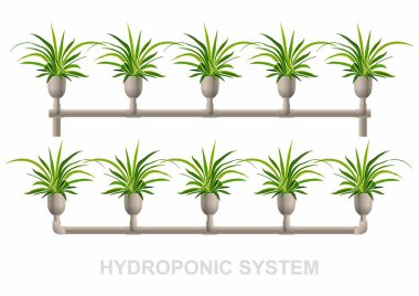 Beyaz tencere Hydroponic System_Chlorophytum
