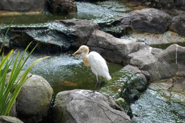 Beyaz kuş, su bir arka plan üzerinde ak balıkçıl