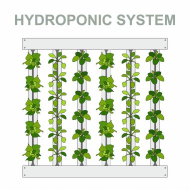 Dikey hydroponic sistemi, besin, marul yaprakları