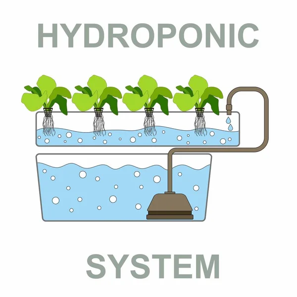 Sistema hidropónico vertical, nutrientes, hojas de lechuga — Archivo Imágenes Vectoriales