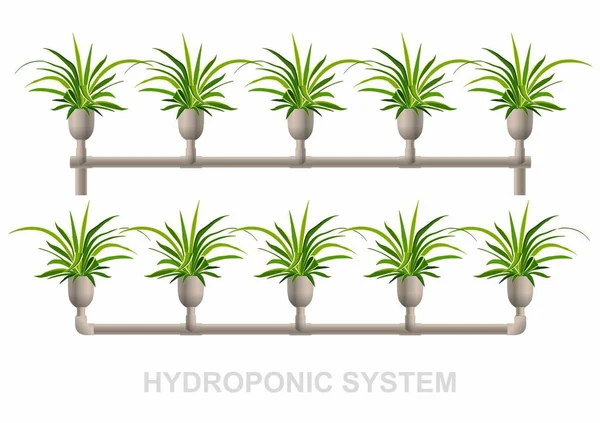 Hydroponic sistemi, Chlorophytum beyaz tencere
