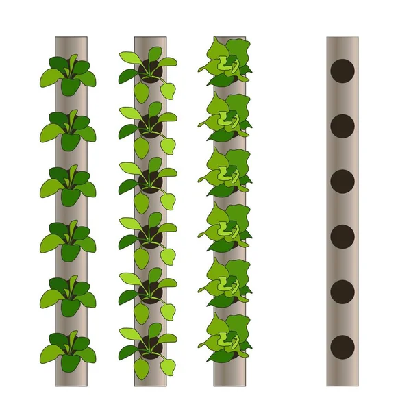 Dikey Hydroponic sistemi