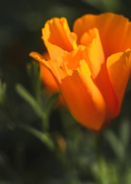 Portakal çiçeği, yakın çekim