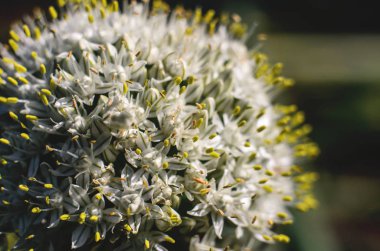 çiçek açan soğan yakın çekim