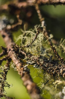 dal liken yakın çekim ile