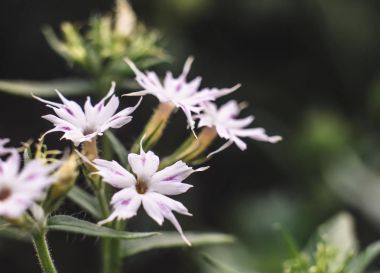 Leylak-beyaz çiçek yakın çekim