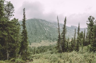 Sisli bir manzara, uçurumlar, ormanın bir görünümünü