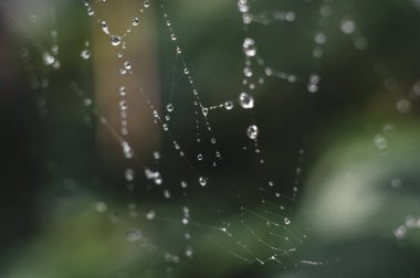 Makro fotoğraf bir Web