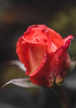 bir kırmızı gül tomurcuğu