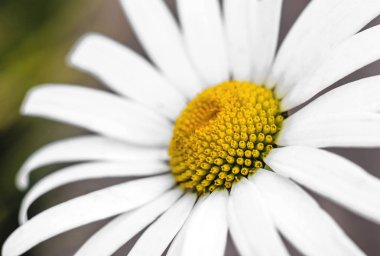 Papatya veya Matricaria