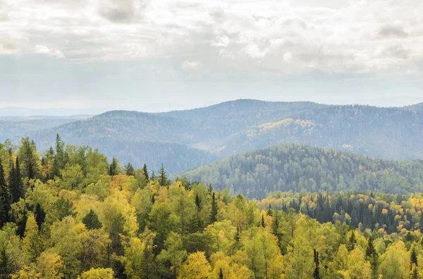 Sonbahar altın ormanının görünümünü