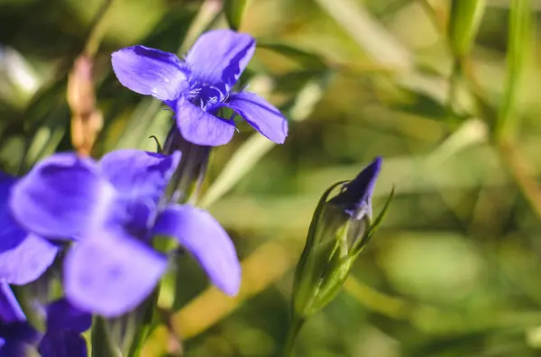 Синий цветок крупный план — стоковое фото