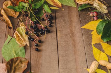 Çerçeve kurullarında parlak sonbahar yaprak