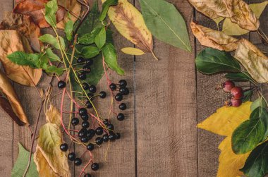 Çerçeve kurullarında parlak sonbahar yaprak