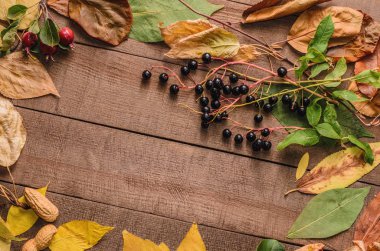 Çerçeve kurullarında parlak sonbahar yaprak