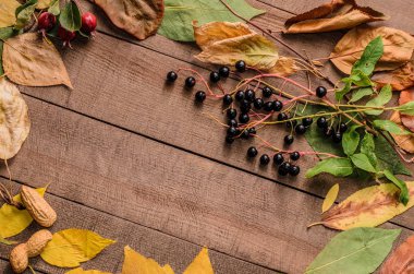 Çerçeve kurullarında parlak sonbahar yaprak