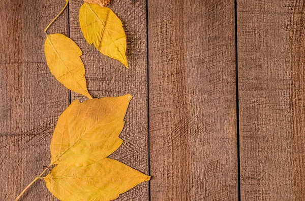 Frame of bright autumn leaves — Stock Photo, Image