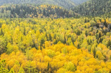 Altın sonbahar manzara dağlarda, Sibirya, Rusya Federasyonu