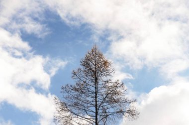 siluet bir ağacın gökyüzüne karşı