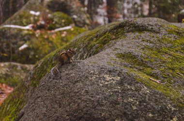Sincap moss ile sonbahar akşam büyümüş büyük bir taş üzerinde