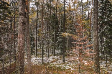 Sonbahar Orman ve ilk kar