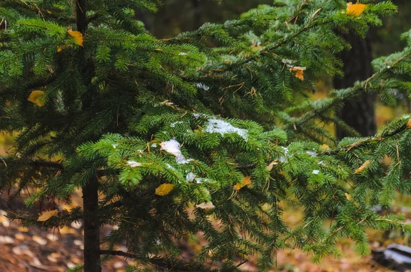 Ramo Verde Abeto Com Primeira Neve Noite Outono — Fotografia de Stock