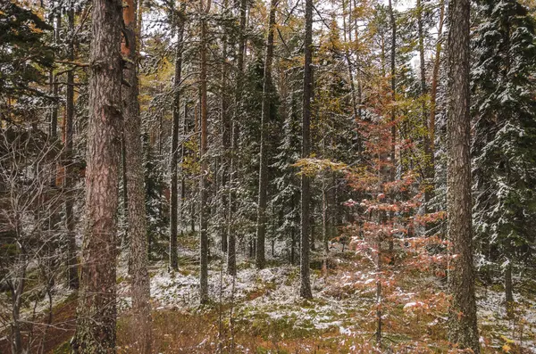 Sonbahar Orman ve ilk kar