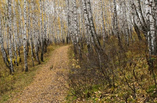 Route Automne Dans Boucherie Paysage — Photo