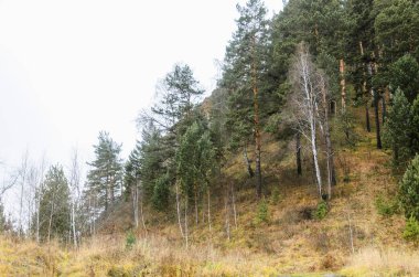 Bulutlu bir günde sonbahar orman.