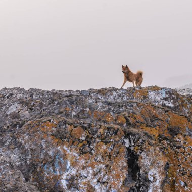 Uçurumun kenarında köpek sonbahar