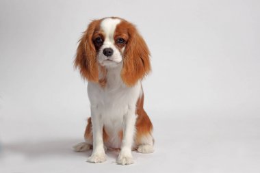 Şövalye Kral Charles Spaniel köpeği