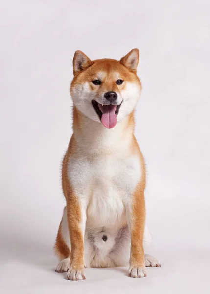 Shiba inu perro — Foto de Stock
